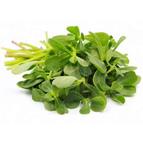 بربير ورقه ربطة