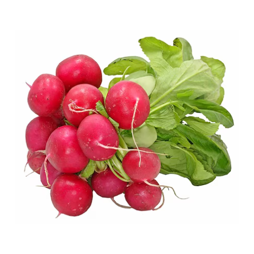 فجل ابيض احمر ربطة