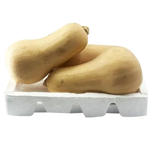 قرع كويتي فلين وسط