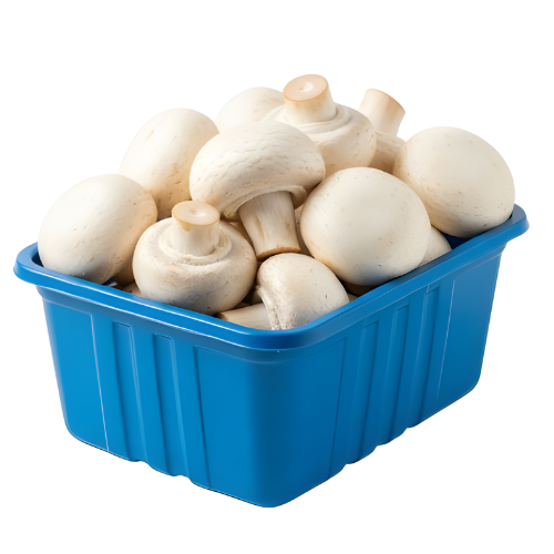 مشروم ابيض علبة