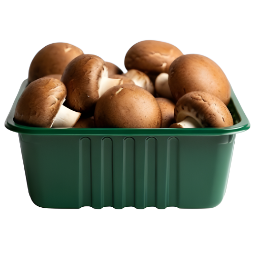 مشروم بني علبة