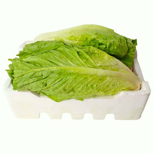 خس اردني فلين كبير