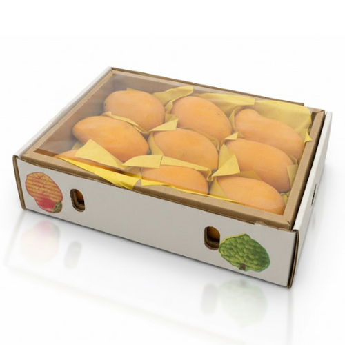 مانجو تيمور يمني كرتون